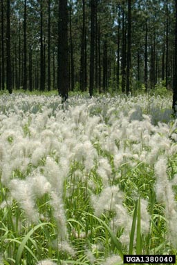 Cogongrass